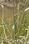 Carolina canarygrass